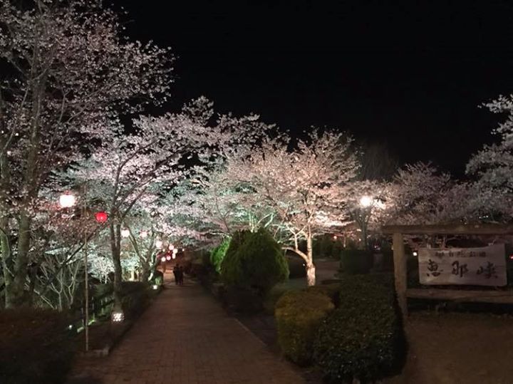 桜満開！